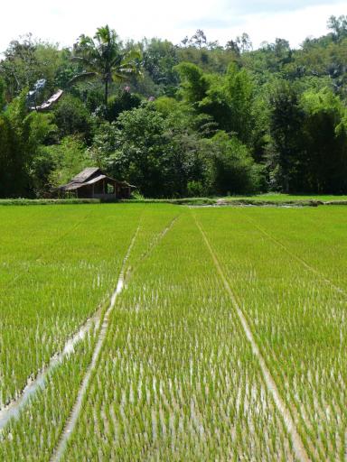 529 Toraja, Rice Fields