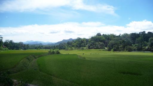 527 Toraja, Rice Fields