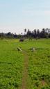 582 Lombok, Work on the Fields