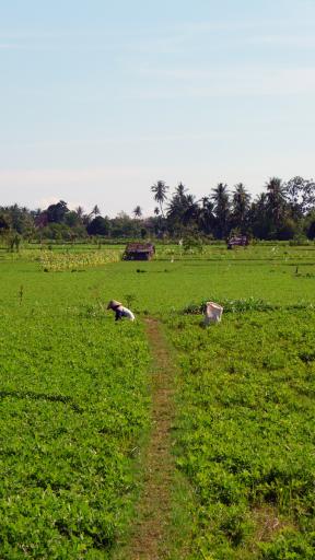 582 Lombok, Work on the Fields