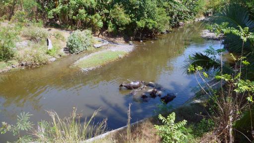 581 Lombok, Buffalow in the River