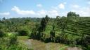 606 Bali, Rice Fields