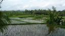 647 Bali, Ubud Rice Field Walk