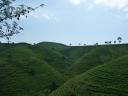 680 Java, Solo, Tea fields