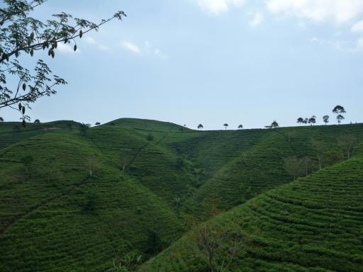 680 Java, Solo, Tea fields