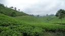 689 Java, Solo, Tea Fields
