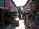 740, Java, Yogya, Bird Market