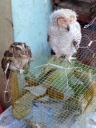738, Java, Yogya, Bird Market