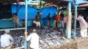 744 Sumatra, Padang Fish Market