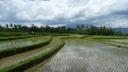 764 Sumatra, Bukkitinggi Rice Paddy