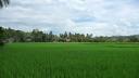 769 Sumatra, Bukkitinggi Rice Paddy