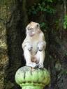 805 Maleisie, Batu Caves Monkey