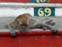 806 Maleisie, Batu Caves Monkey