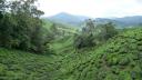 810 Maleisie, Cameron Highlands Tea Fields