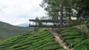 812 Maleisie, Cameron Highlands, Boh Tea Center