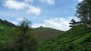 813 Maleisie, Cameron Highlands, Boh Tea Center