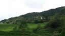 815 Maleisie, Cameron Highlands Tea Fields