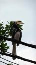 823 Maleisie, Pangkor Island, Hornbill