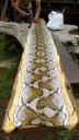 901 Thailand, Ayutthaya, Stiff as a Board