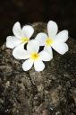 927 Thailand, Ayutthaya, Flowers at Wat Phra Si Sanphet