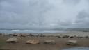 141 Pacific Coast