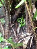 Giftige groene slang