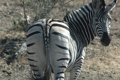 de poep van de zebra