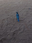 blauwe vogel
