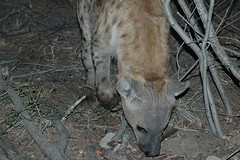 hyena 3 vlak bij de tent