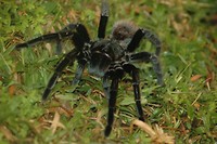 zou je zulke spin (tarantula) op je kamer willen tegenkomen?