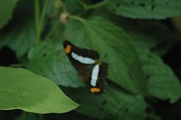 postman longwing