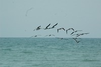 Pelicans over see