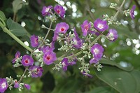 Kolibriebloem