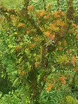 jungle flora