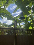 Hawaii
