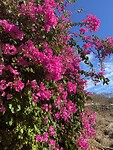 Hawaii
