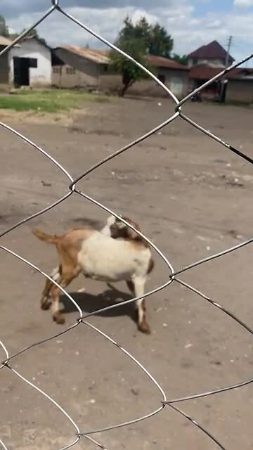 Arusha