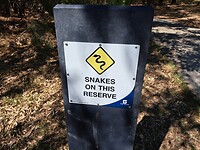 060423_Great Carine Swamp