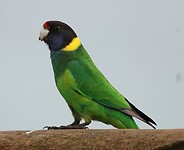 070423_Australian Ringneck Parrot 28