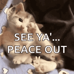see-you-peace-out-cat