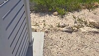 230423_Rottnest Island_ Kings skinks bij bushalte 16