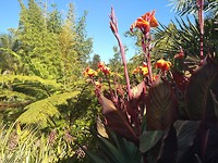 Bloemetjes in de botanic garden