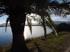 Palm