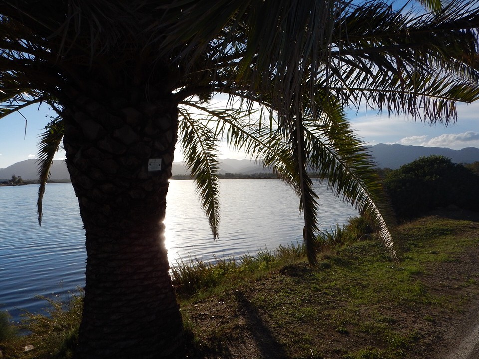 Palm