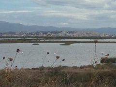 Flamingo's verdikke
