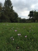 Duitse bloemetjes