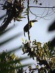 Een Tucan in Mindo