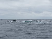 Walvis onderweg naar Isla de la plata