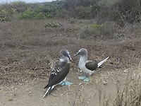 blue footed boobies