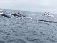 Walvissen onderweg naar Isla de la plata